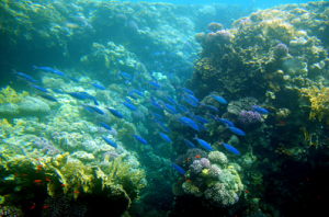 Die Korallen im Roten Meer von Ägypten überzeugen
