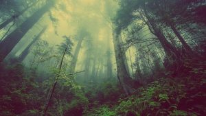 Wald als Klangwunder